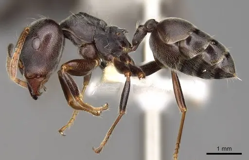 Crematogaster depressa specimen CASENT0914285 image casent0914285_3