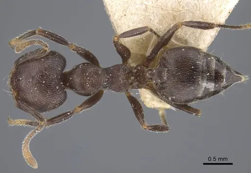 Crematogaster depressa specimen CASENT0916988 image casent0916988_1