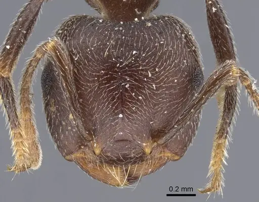 Crematogaster depressa specimen CASENT0916988 image casent0916988_2