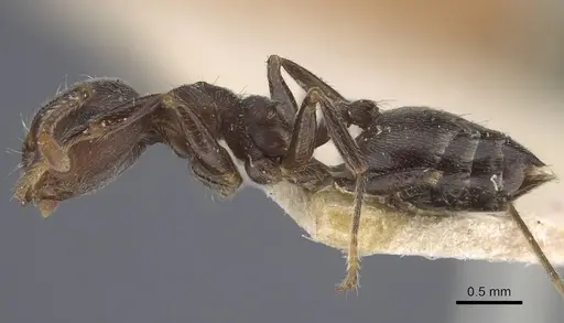 Crematogaster depressa specimen CASENT0916988 image casent0916988_3