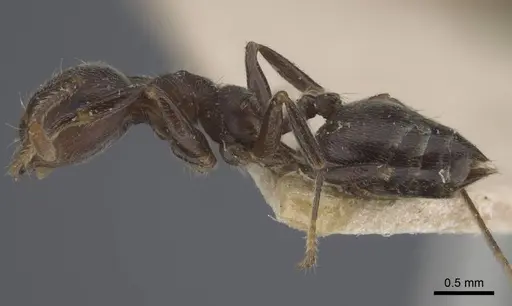 Crematogaster depressa specimen CASENT0916988 image casent0916988_4