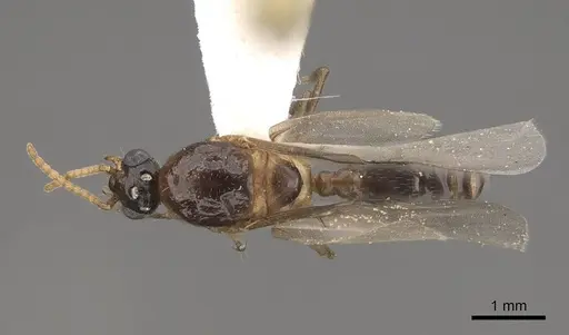 Crematogaster desecta specimen CASENT0761199 image casent0761199_1
