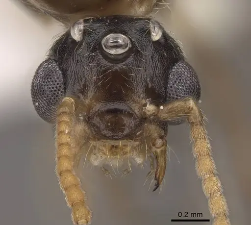 Crematogaster desecta specimen CASENT0761199 image casent0761199_2