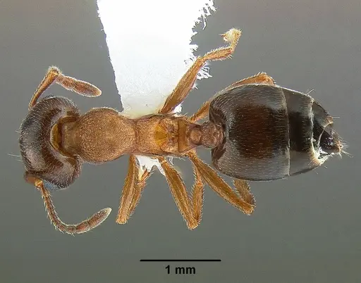Crematogaster desecta specimen CASENT0863461 image casent0863461_1