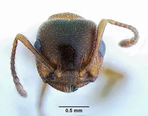 Crematogaster desecta specimen CASENT0863461 image casent0863461_2