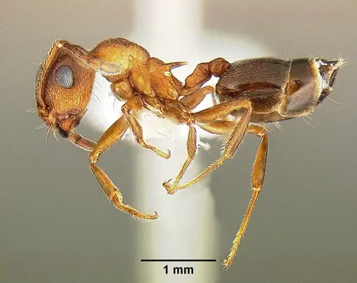 Crematogaster desecta specimen CASENT0863461 image casent0863461_3