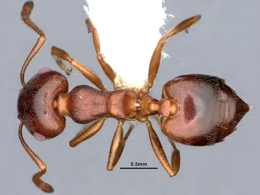 Crematogaster desecta specimen CASENT0884413 image casent0884413_1
