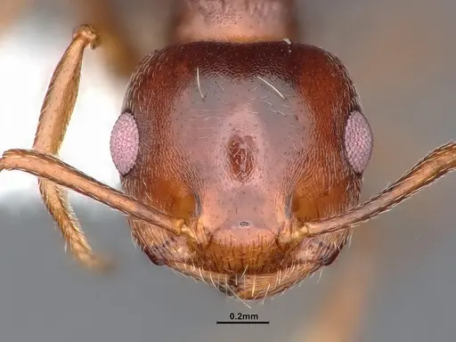Crematogaster desecta specimen CASENT0884413 image casent0884413_2