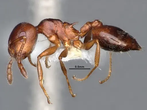 Crematogaster desecta specimen CASENT0884413 image casent0884413_3
