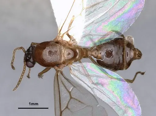 Crematogaster desecta specimen CASENT0886894 image casent0886894_1