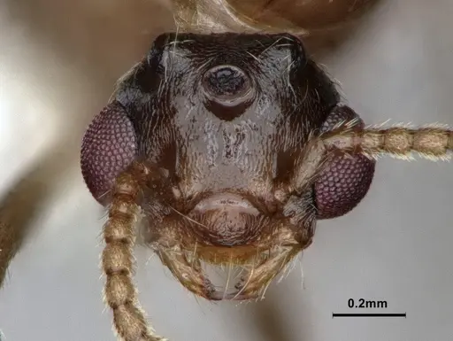 Crematogaster desecta specimen CASENT0886894 image casent0886894_3