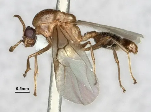 Crematogaster desecta specimen CASENT0886894 image casent0886894_4