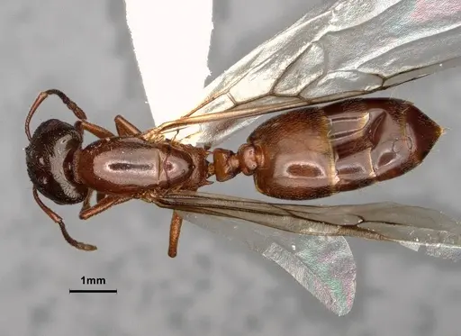 Crematogaster desecta specimen CASENT0886895 image casent0886895_1