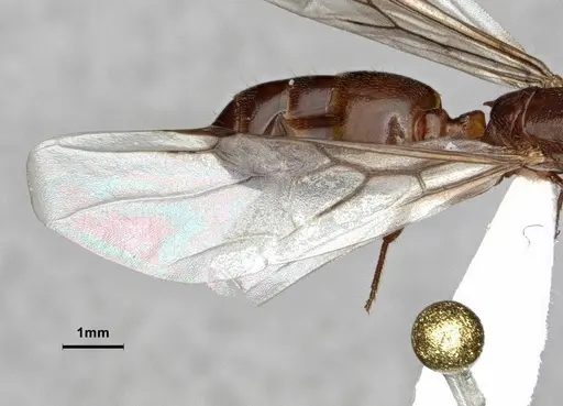 Crematogaster desecta specimen CASENT0886895 image casent0886895_2