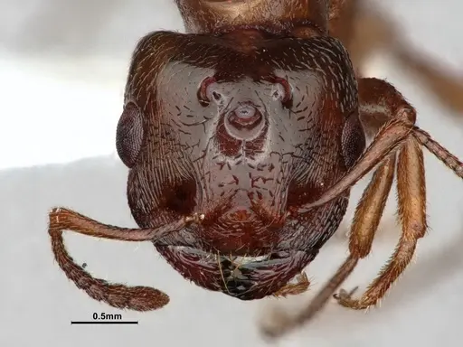 Crematogaster desecta specimen CASENT0886895 image casent0886895_3