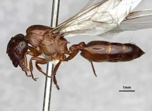 Crematogaster desecta specimen CASENT0886895 image casent0886895_4