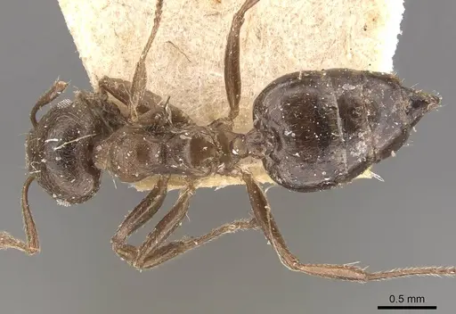 Crematogaster desecta specimen CASENT0908573 image casent0908573_1