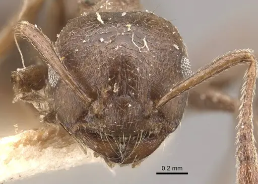 Crematogaster desecta specimen CASENT0908573 image casent0908573_2