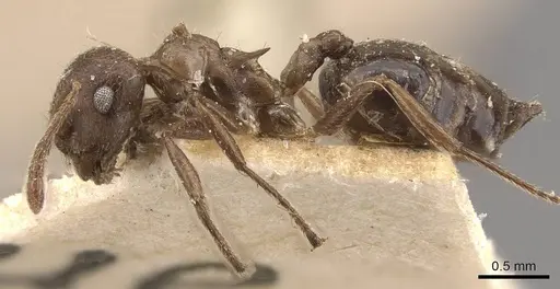 Crematogaster desecta specimen CASENT0908573 image casent0908573_3