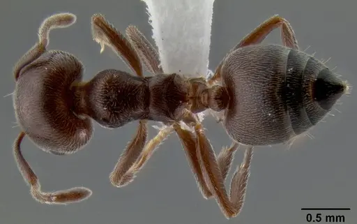 Crematogaster desperans specimen CASENT0193107 image casent0193107_1