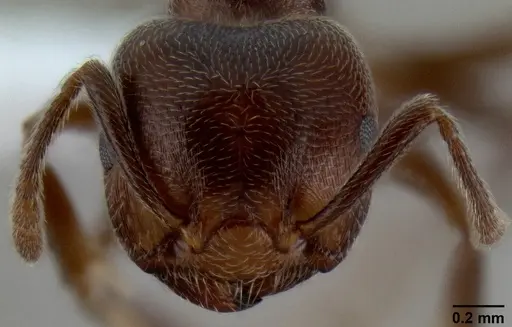 Crematogaster desperans specimen CASENT0193107 image casent0193107_2