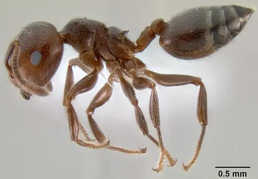 Crematogaster desperans specimen CASENT0193107 image casent0193107_3