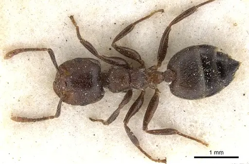 Crematogaster desperans specimen CASENT0902092 image casent0902092_1