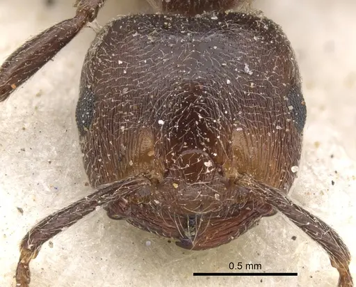 Crematogaster desperans specimen CASENT0902092 image casent0902092_2