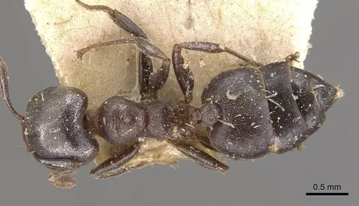 Crematogaster desperans specimen CASENT0908519 image casent0908519_1