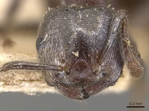 Crematogaster desperans specimen CASENT0908519 image casent0908519_2