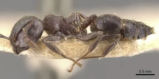 Crematogaster desperans specimen CASENT0908519 image casent0908519_3