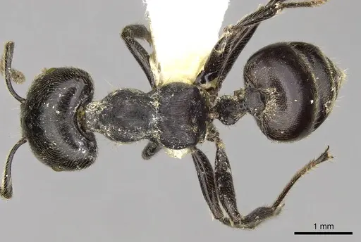 Crematogaster difformis specimen CASENT0914300 image casent0914300_1