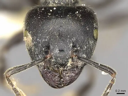 Crematogaster difformis specimen CASENT0914300 image casent0914300_2