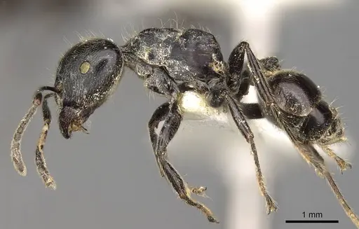 Crematogaster difformis specimen CASENT0914300 image casent0914300_3
