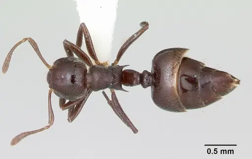 Crematogaster distans specimen CASENT0103431 image casent0103431_1