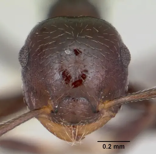 Crematogaster distans specimen CASENT0103431 image casent0103431_2