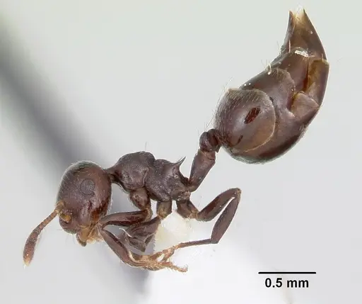 Crematogaster distans specimen CASENT0103431 image casent0103431_3