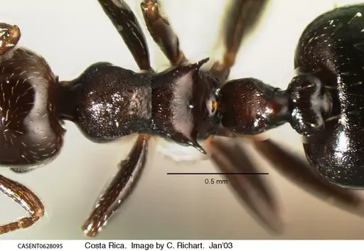 Crematogaster distans specimen CASENT0628095 image casent0628095_1