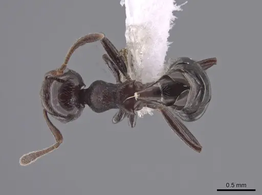 Crematogaster distans specimen CASENT0653669 image casent0653669_1