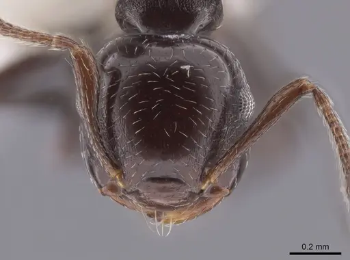 Crematogaster distans specimen CASENT0653669 image casent0653669_2
