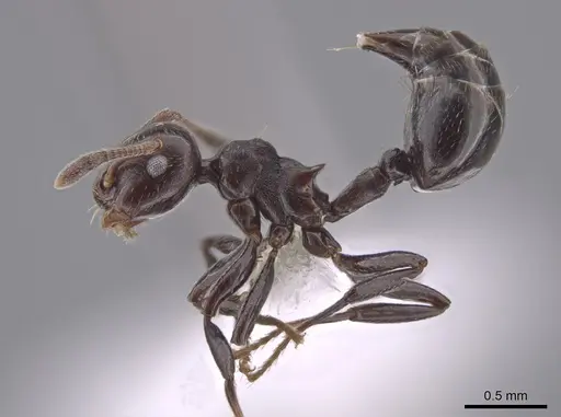 Crematogaster distans specimen CASENT0653669 image casent0653669_3
