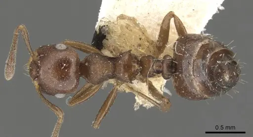 Crematogaster distans specimen CASENT0901465 image casent0901465_1