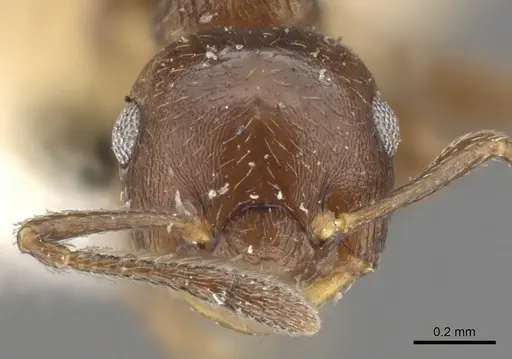 Crematogaster distans specimen CASENT0901465 image casent0901465_2