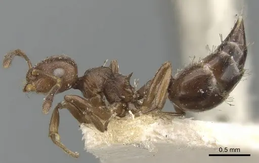 Crematogaster distans specimen CASENT0901465 image casent0901465_3