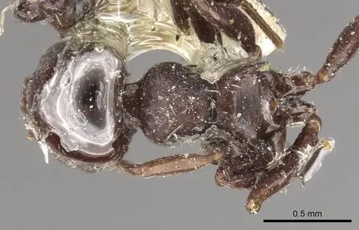 Crematogaster distans specimen CASENT0902149 image casent0902149_1