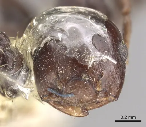 Crematogaster distans specimen CASENT0902149 image casent0902149_2