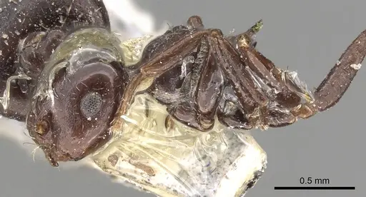 Crematogaster distans specimen CASENT0902149 image casent0902149_3