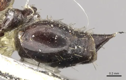Crematogaster distans specimen CASENT0902149 image casent0902149_4