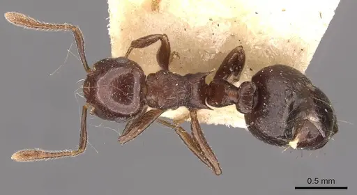 Crematogaster distans specimen CASENT0908412 image casent0908412_1