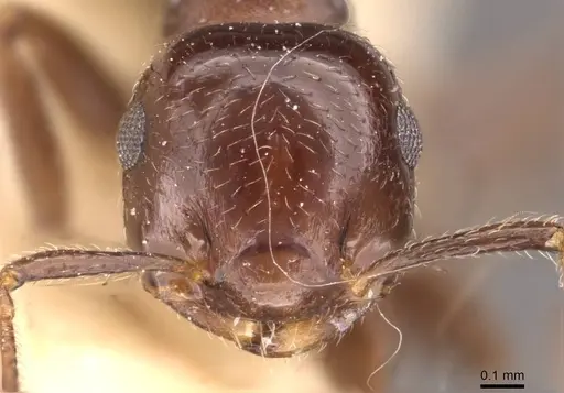 Crematogaster distans specimen CASENT0908412 image casent0908412_2